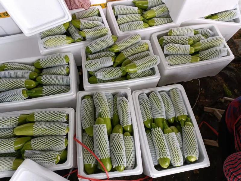 山东绿皮西葫芦冷棚西葫芦大量上市，价格便宜，全国发货