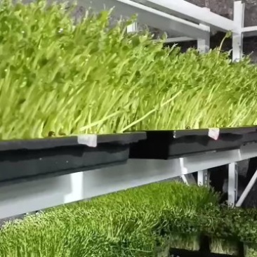 芽苗类，接受定单生产