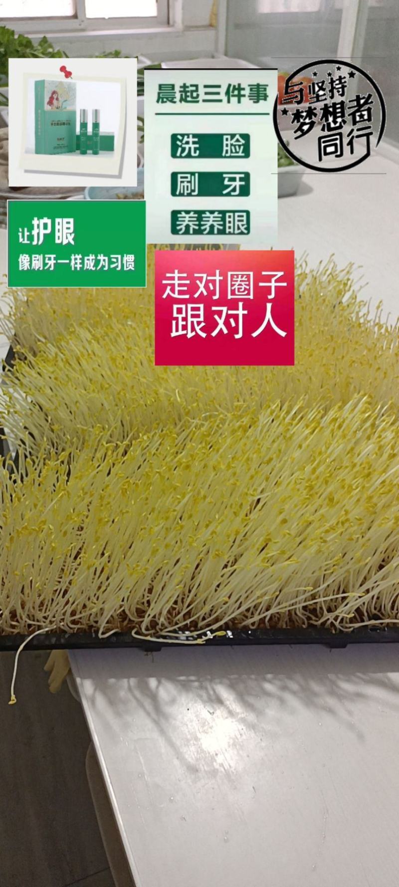 芽苗类，接受定单生产