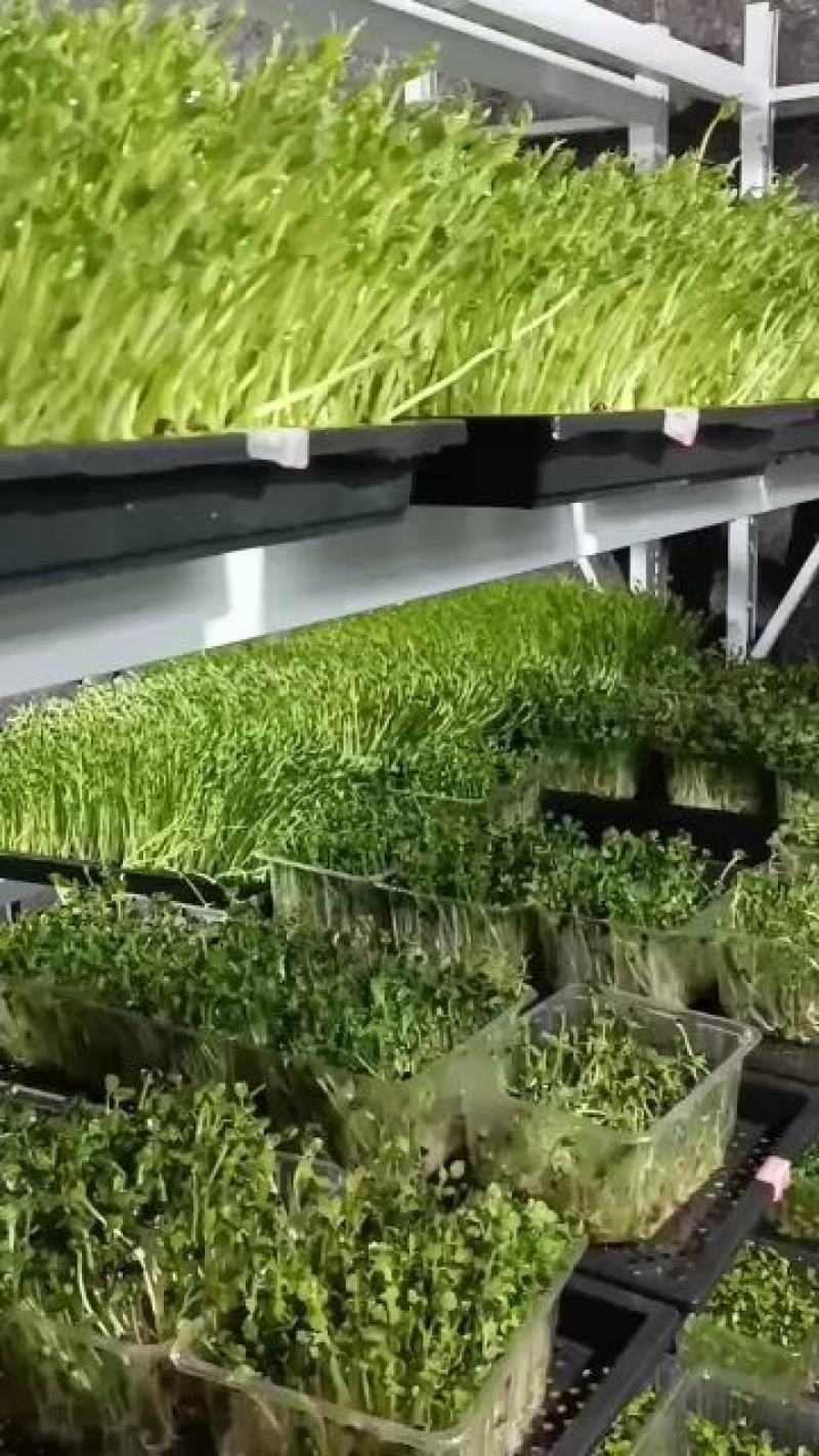 芽苗类，接受定单生产