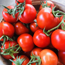 乐山大红果西红柿$网红果！一手货源，产地直销。