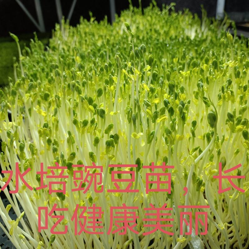 同城可以定单生产