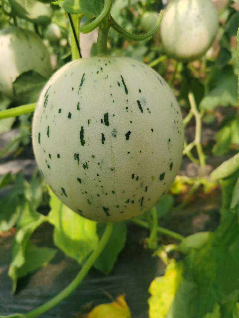 蜜露甜瓜梦露流星白肉甜瓜，产地代收糖度高一手货