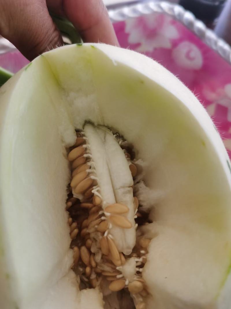 蜜露甜瓜梦露流星白肉甜瓜，产地代收糖度高一手货