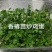 红香椿芽