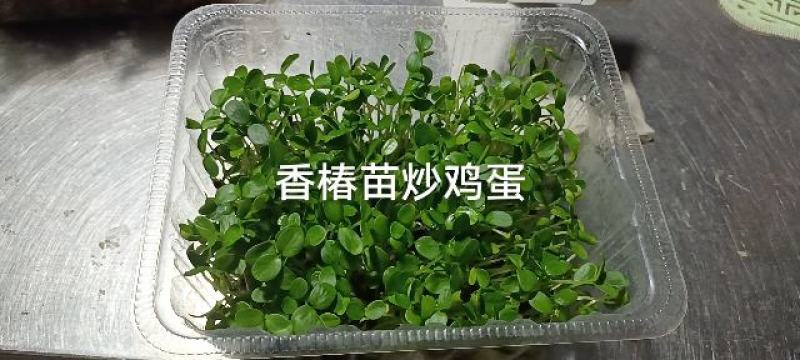 红香椿芽