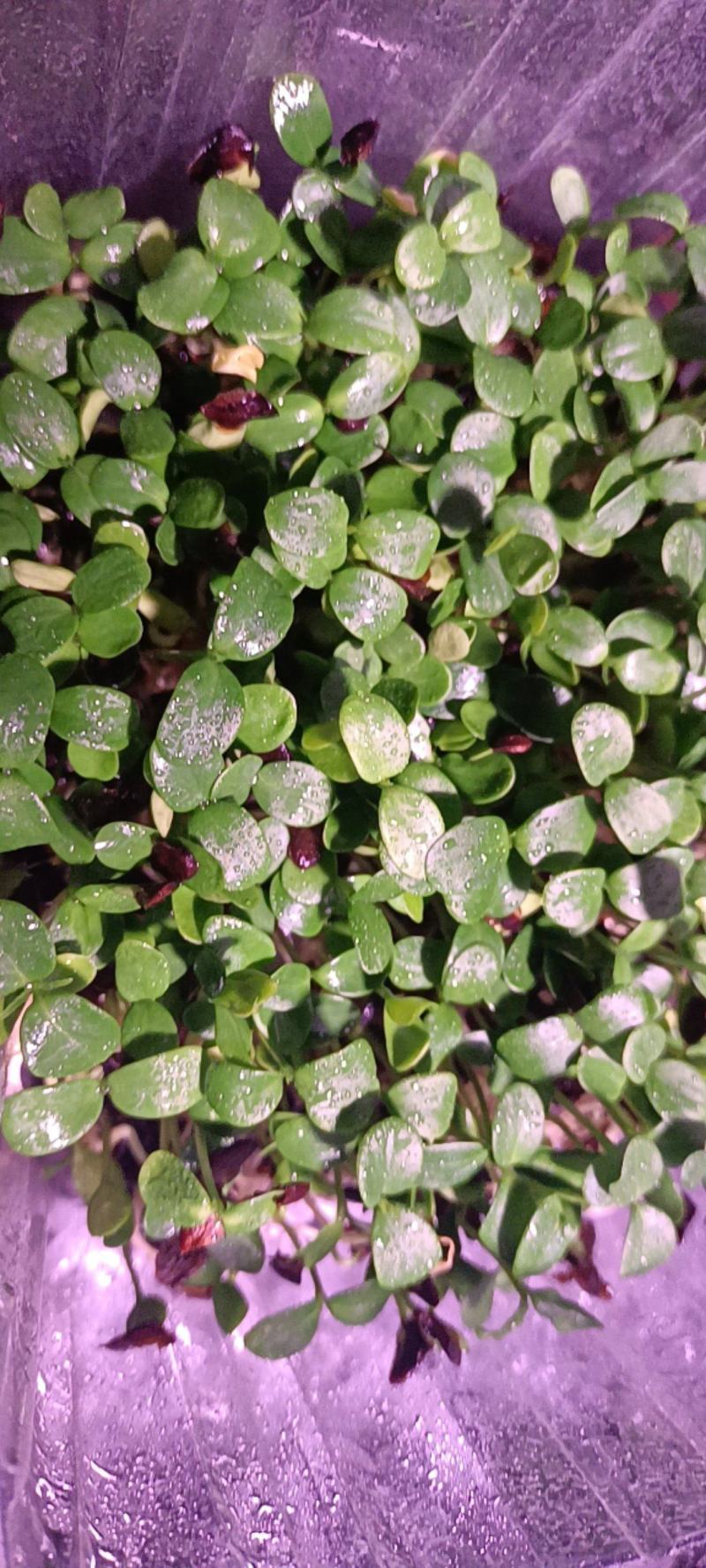 红香椿芽
