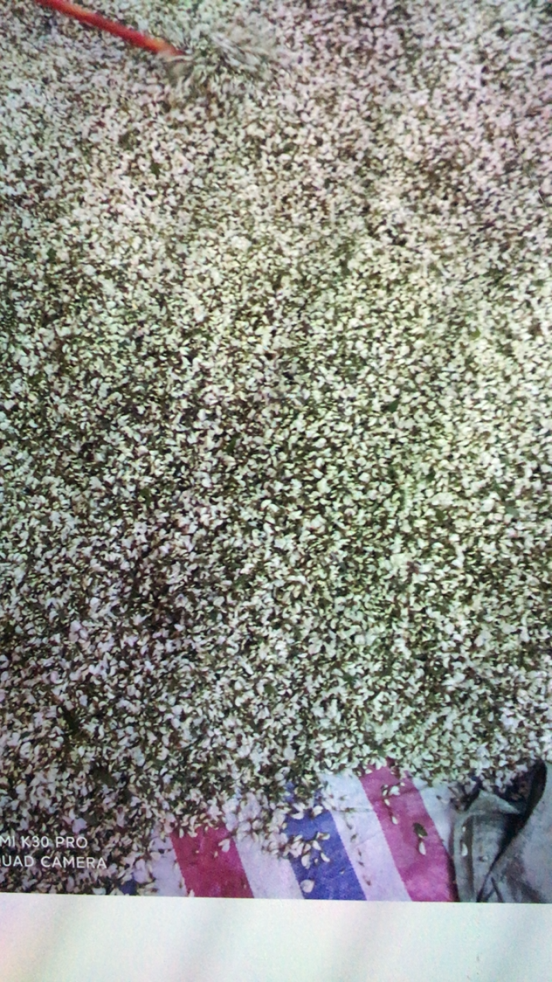 四川当天采摘高品质洋槐花，价格实惠.有需要的联系