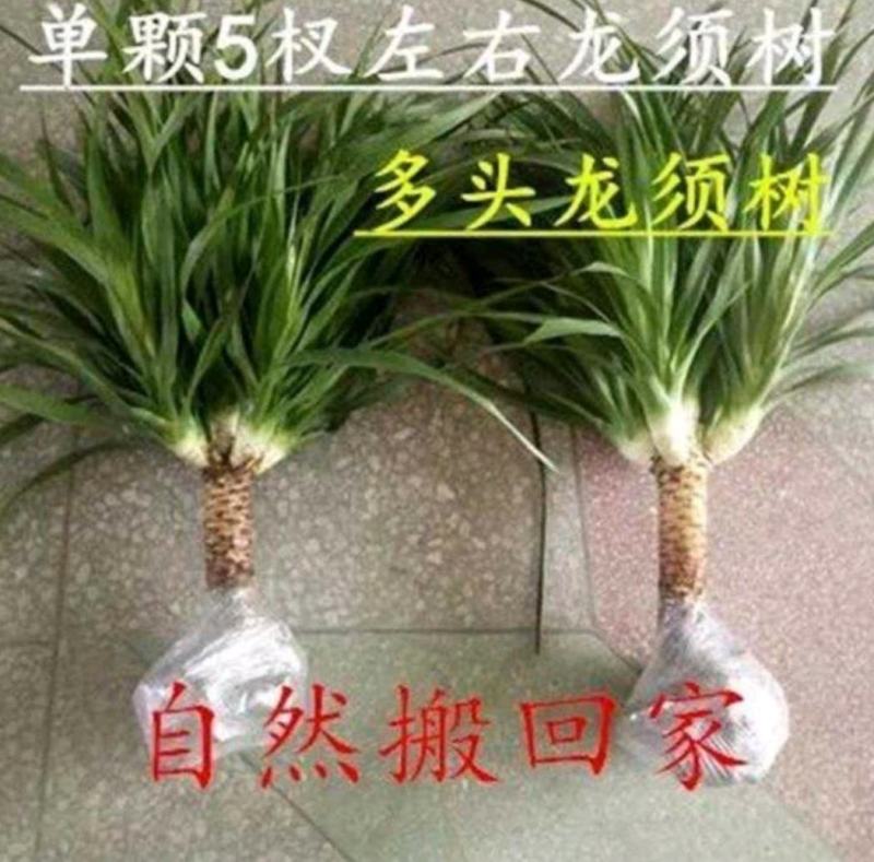 龙须树龙须铁龙须兰龙血树室内客厅大型盆栽绿植花卉净化空气