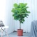琴叶榕四季常青盆栽室内花卉绿植吸甲醛净化空气北欧风棒棒