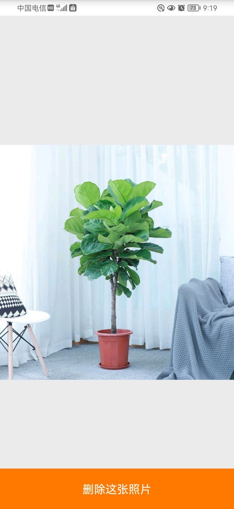 琴叶榕四季常青盆栽室内花卉绿植吸甲醛净化空气北欧风棒棒