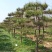 造型松，油松，精品造型油松
