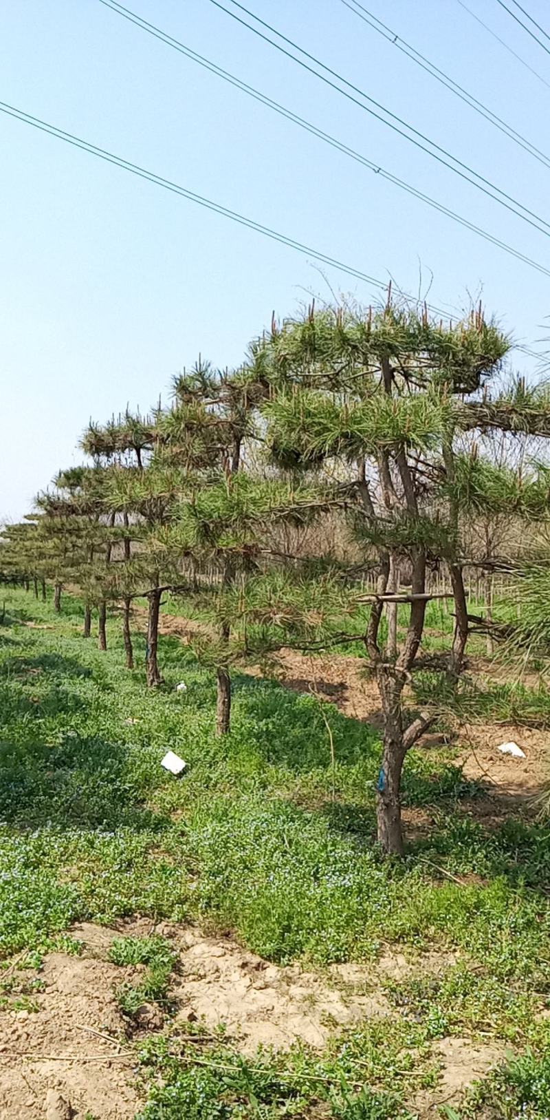 造型松，油松，精品造型油松