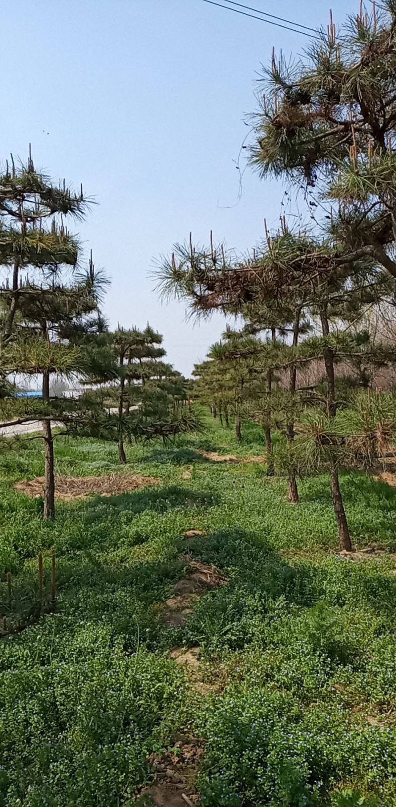 造型松，油松，精品造型油松
