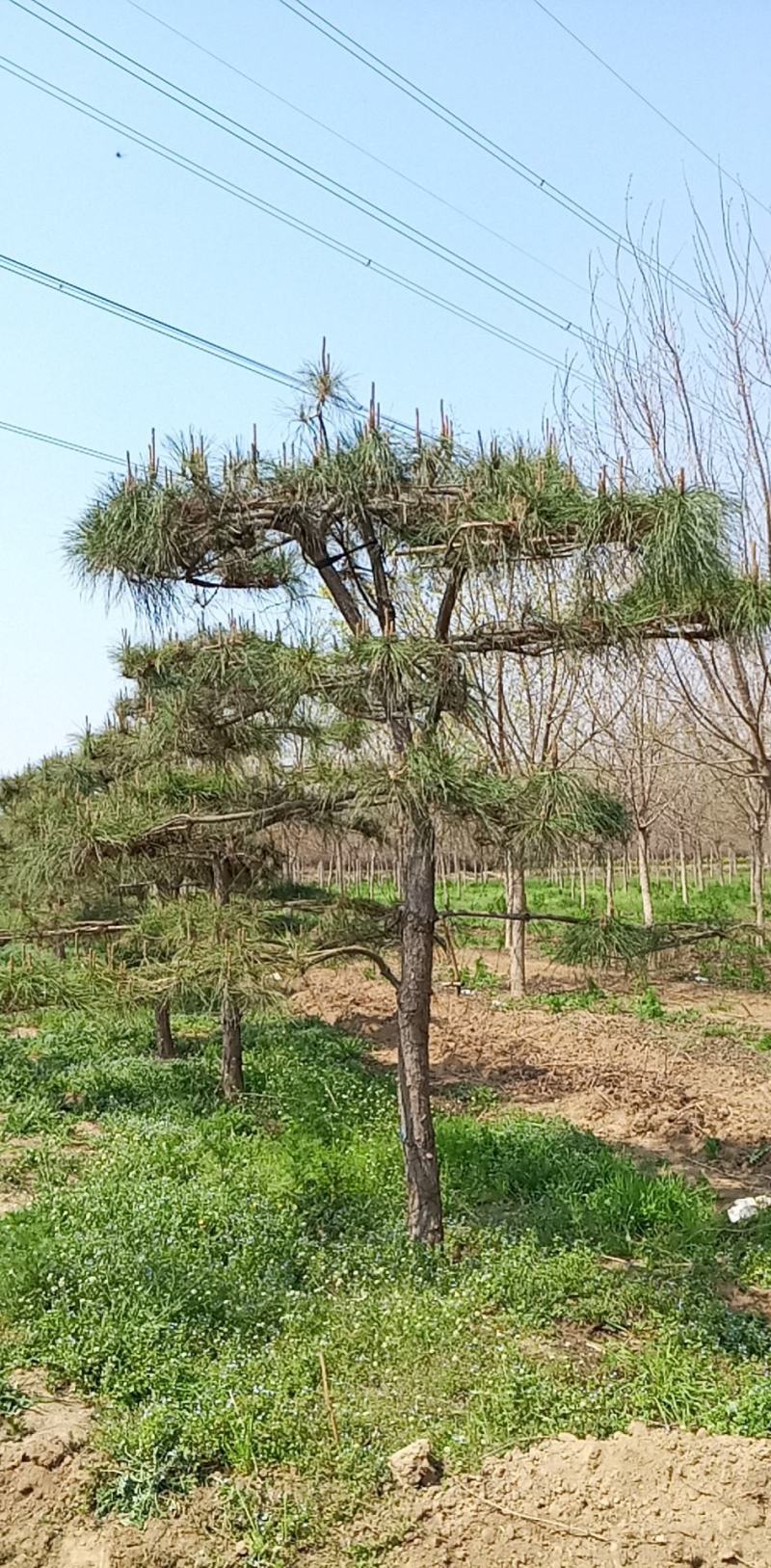 造型松，油松，精品造型油松