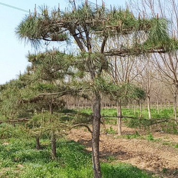 造型松，油松，精品造型油松
