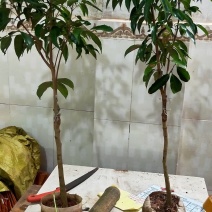 广西灵山：网红靓品荔枝苗：冰荔荔枝苗