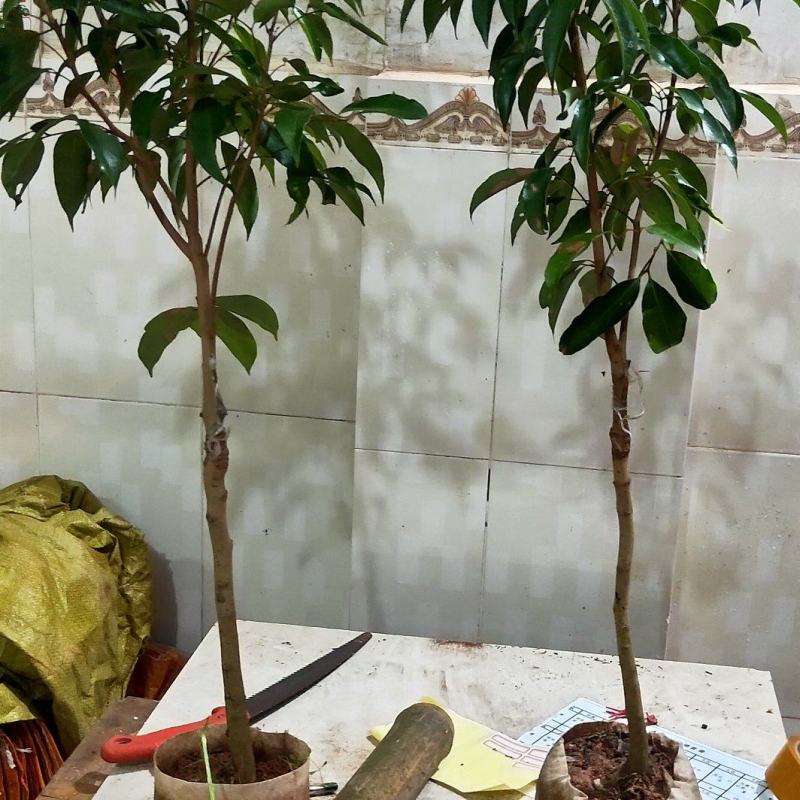 广西灵山：网红靓品荔枝苗：冰荔荔枝苗