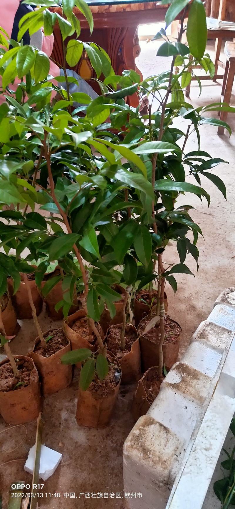 广西灵山：网红靓品荔枝苗：冰荔荔枝苗