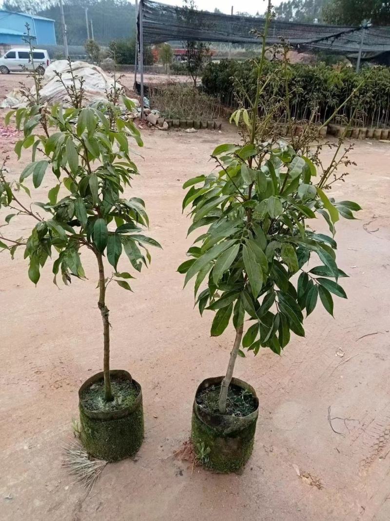 广西灵山：网红靓品荔枝苗：冰荔荔枝苗