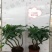 发财树盆栽植物室内办公室好养绿植水培小盆栽客厅大盆景四季
