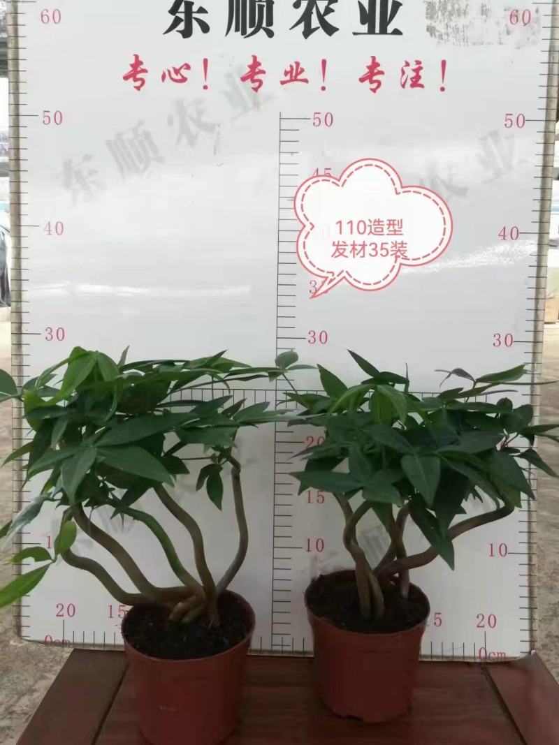 发财树盆栽植物室内办公室好养绿植水培小盆栽客厅大盆景四季