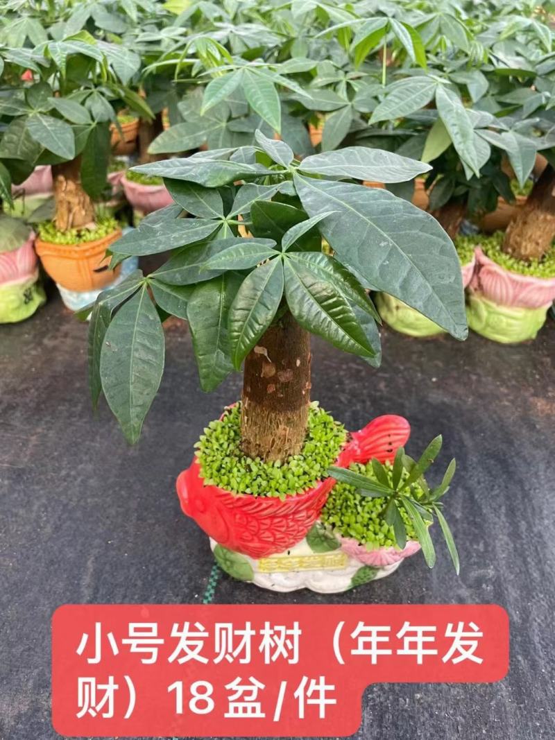 发财树盆栽植物室内办公室好养绿植水培小盆栽客厅大盆景四季