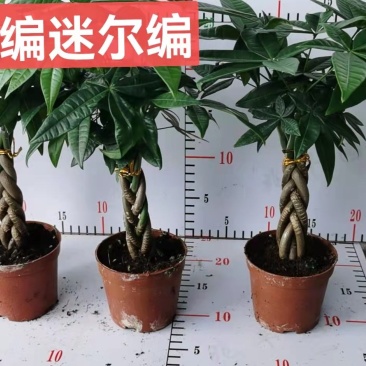 发财树盆栽植物室内办公室好养绿植水培小盆栽客厅大盆景四季