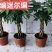 发财树盆栽植物室内办公室好养绿植水培小盆栽客厅大盆景四季