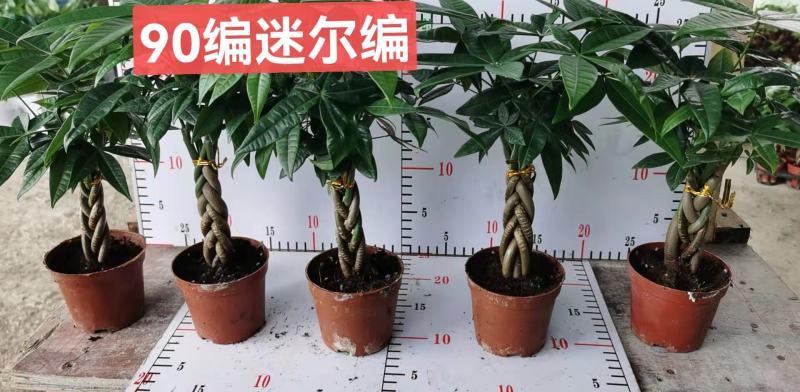 发财树盆栽植物室内办公室好养绿植水培小盆栽客厅大盆景四季