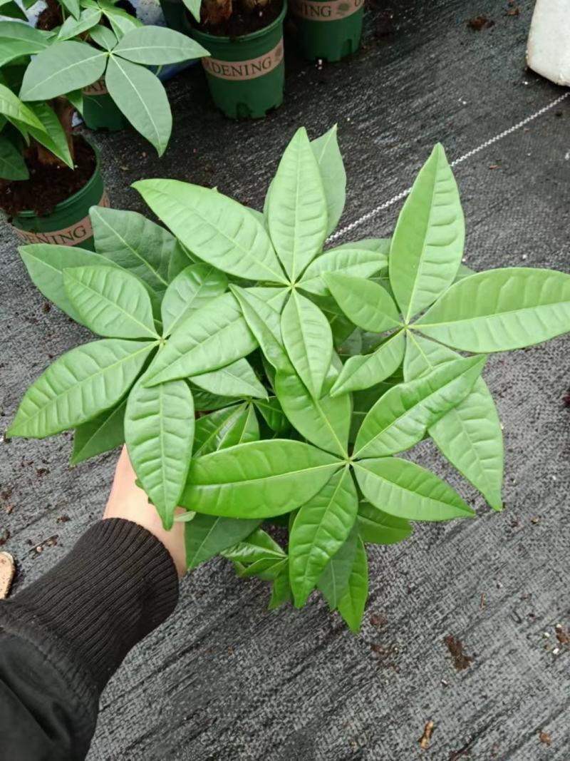 发财树盆栽植物室内办公室好养绿植水培小盆栽客厅大盆景四季