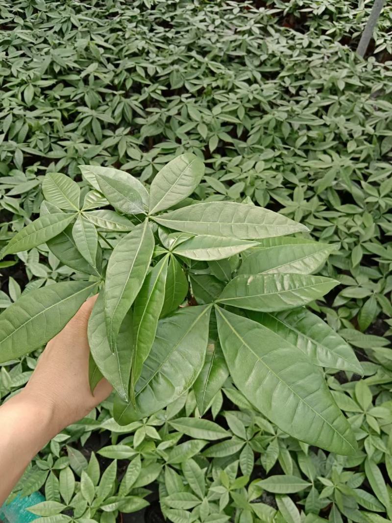 发财树盆栽植物室内办公室好养绿植水培小盆栽客厅大盆景四季