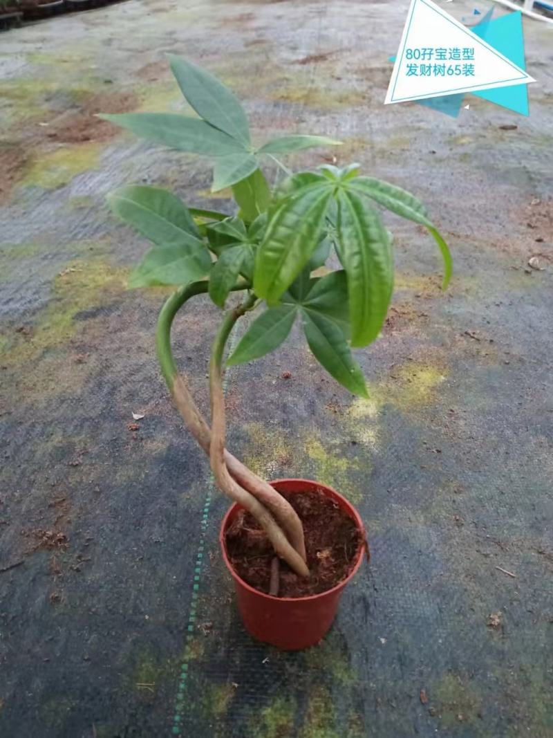发财树盆栽植物室内办公室好养绿植水培小盆栽客厅大盆景四季