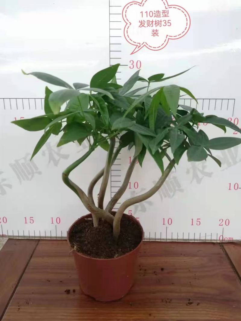 发财树盆栽植物室内办公室好养绿植水培小盆栽客厅大盆景四季