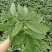发财树盆栽植物室内办公室好养绿植水培小盆栽客厅大盆景四季
