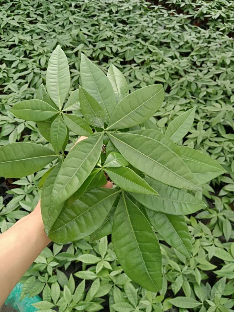 发财树盆栽植物室内办公室好养绿植水培小盆栽客厅大盆景四季