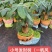 发财树盆栽植物室内办公室好养绿植水培小盆栽客厅大盆景四季