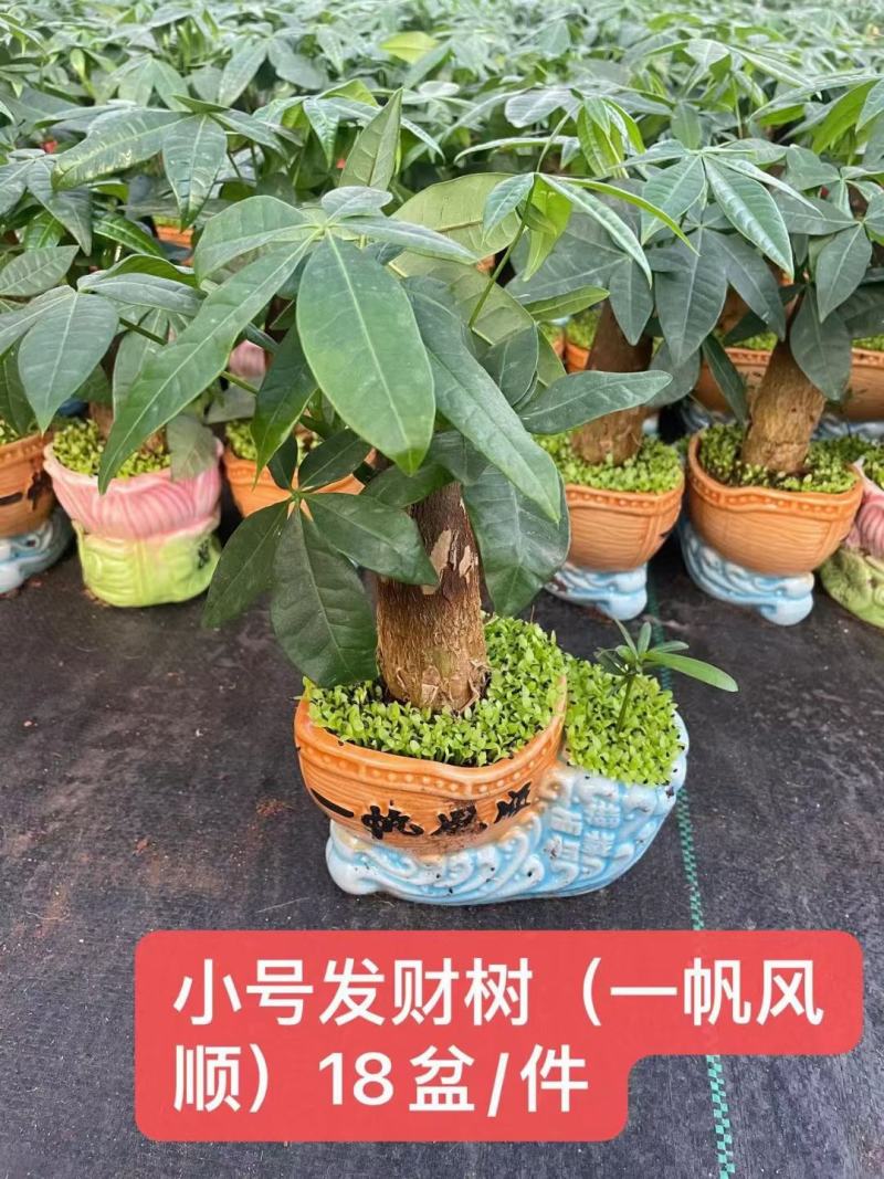 发财树盆栽植物室内办公室好养绿植水培小盆栽客厅大盆景四季