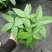 发财树盆栽植物室内办公室好养绿植水培小盆栽客厅大盆景四季