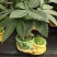 发财树盆栽植物室内办公室好养绿植水培小盆栽客厅大盆景四季
