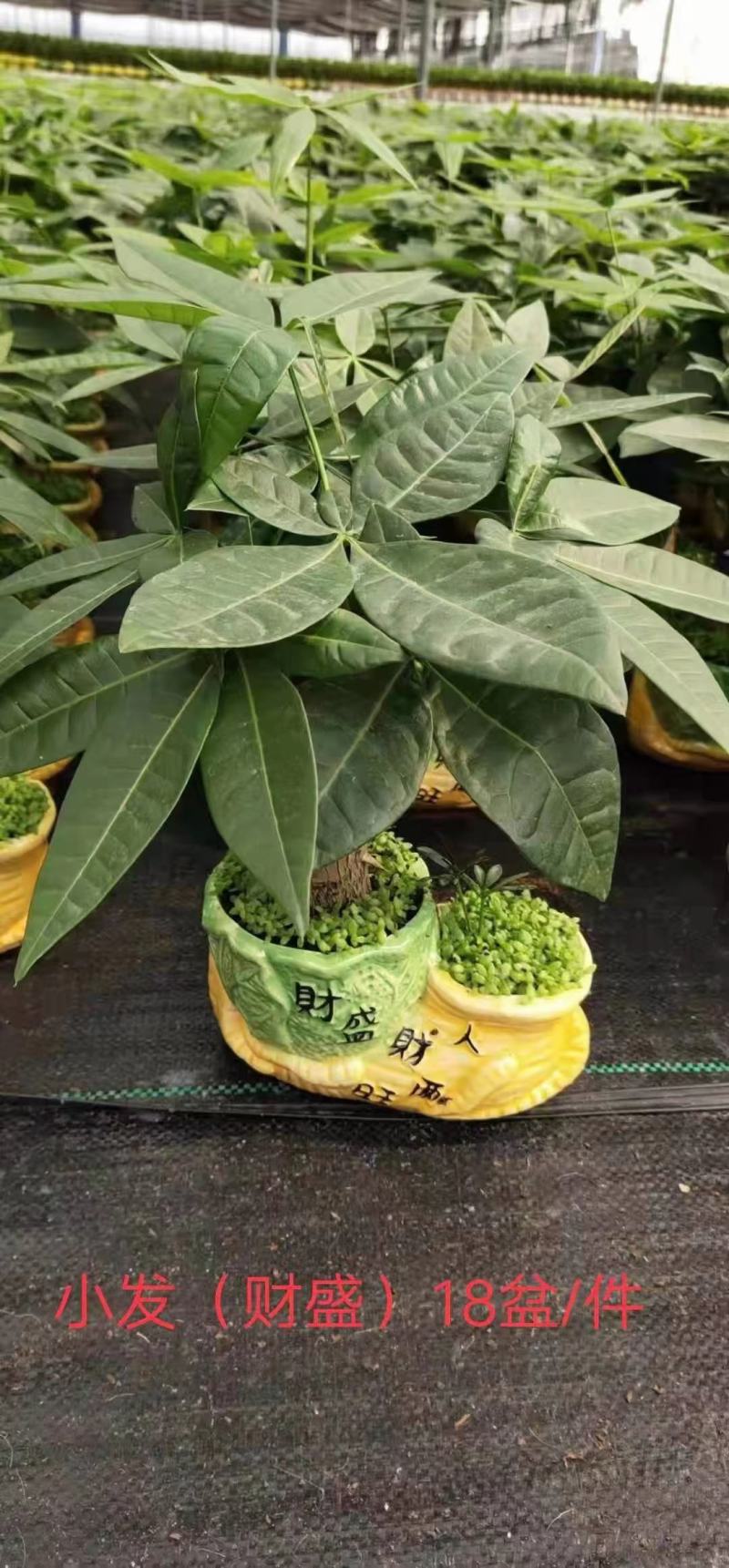 发财树盆栽植物室内办公室好养绿植水培小盆栽客厅大盆景四季