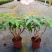 发财树盆栽植物室内办公室好养绿植水培小盆栽客厅大盆景四季