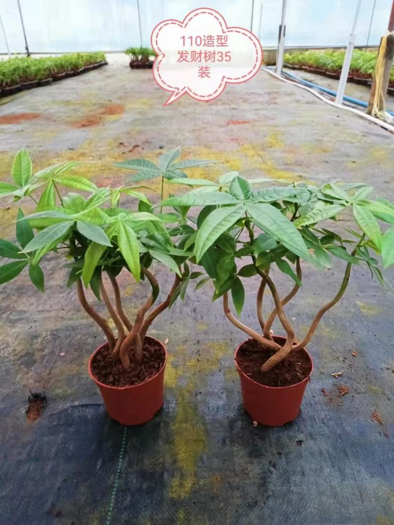 发财树盆栽植物室内办公室好养绿植水培小盆栽客厅大盆景四季