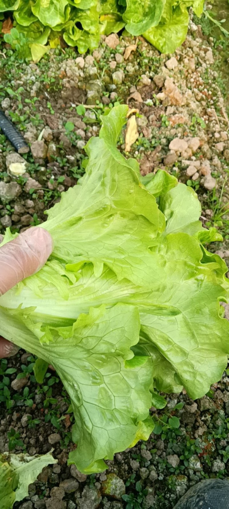 货源充足，量大从优，质量保证（注：必须有通行证）