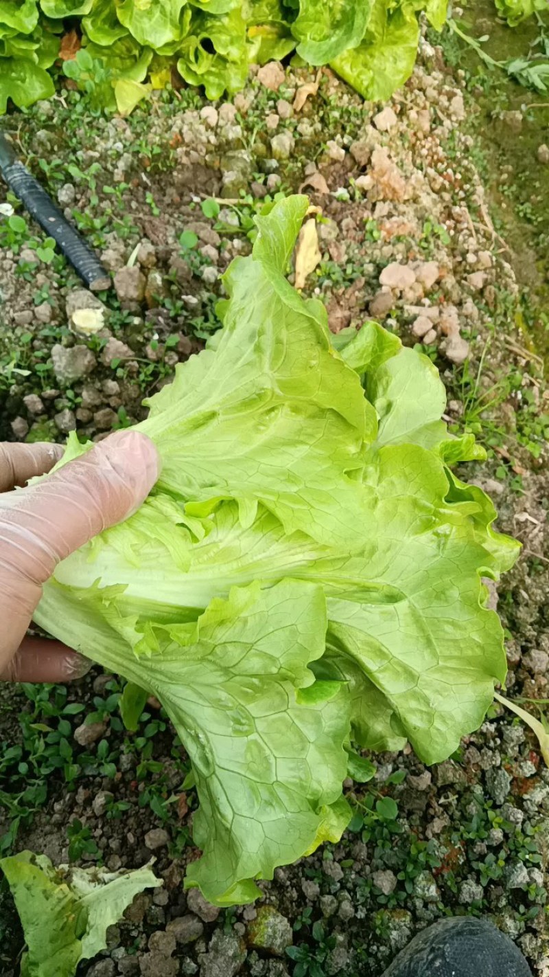 货源充足，量大从优，质量保证（注：必须有通行证）