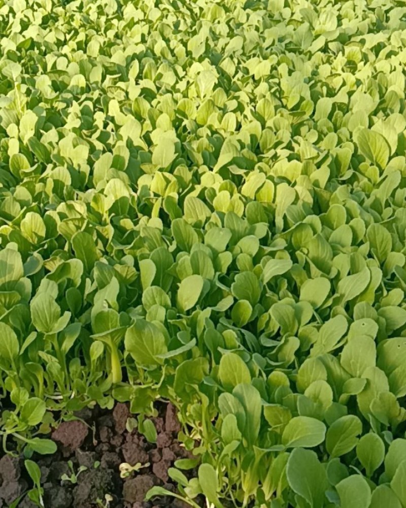 货源充足，量大从优，质量保证（注：必须有通行证）