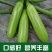 大禹牌银剑西葫芦种子早熟长棒油亮形茭瓜白瓜角瓜种籽春秋