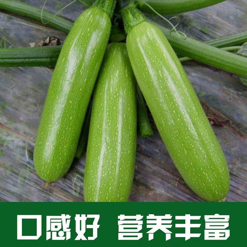 大禹牌银剑西葫芦种子早熟长棒油亮形茭瓜白瓜角瓜种籽春秋