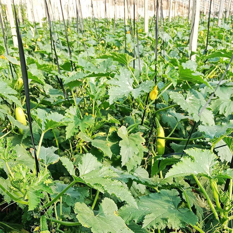 大禹牌银剑西葫芦种子早熟长棒油亮形茭瓜白瓜角瓜种籽春秋