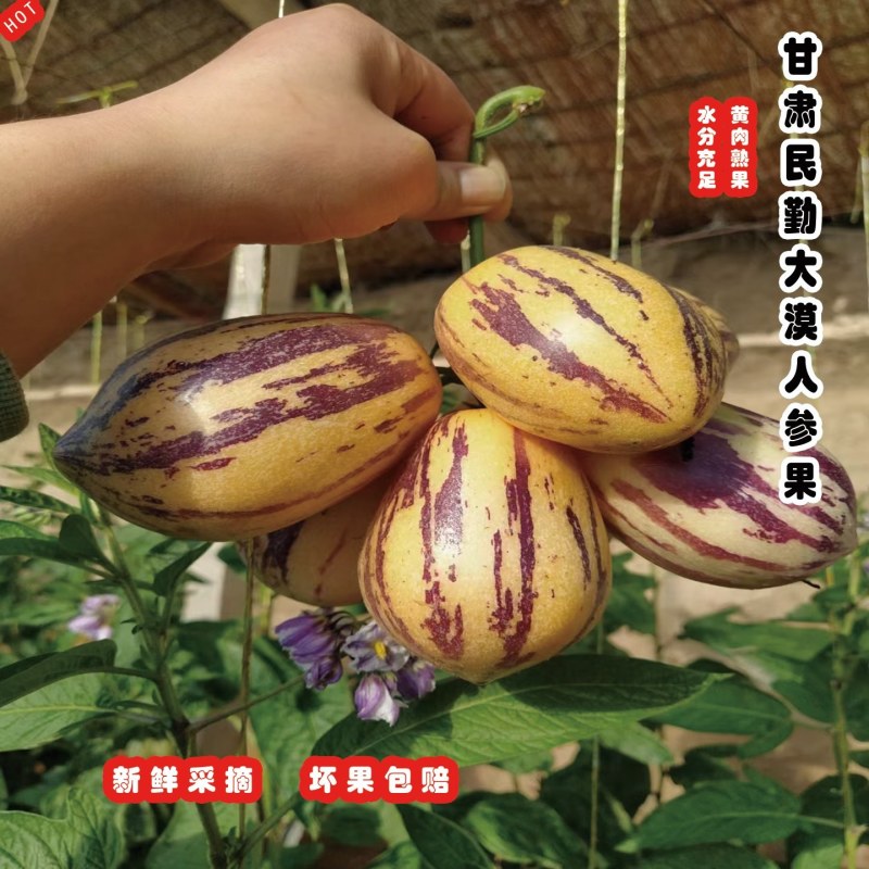 甘肃民勤大漠人参果，皮薄肉厚水分足，口感清香，营养丰富